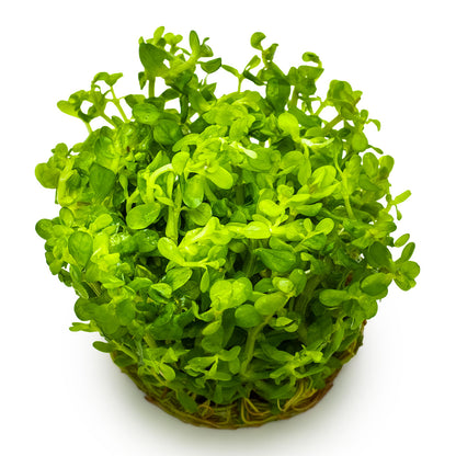 Rotala indica 'Bonsai' 1-2-Grow