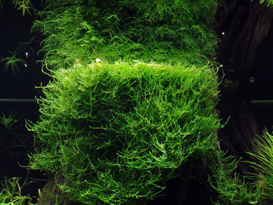 Taxiphyllum barbieri 'Bogor Moss' ' 1-2-Grow