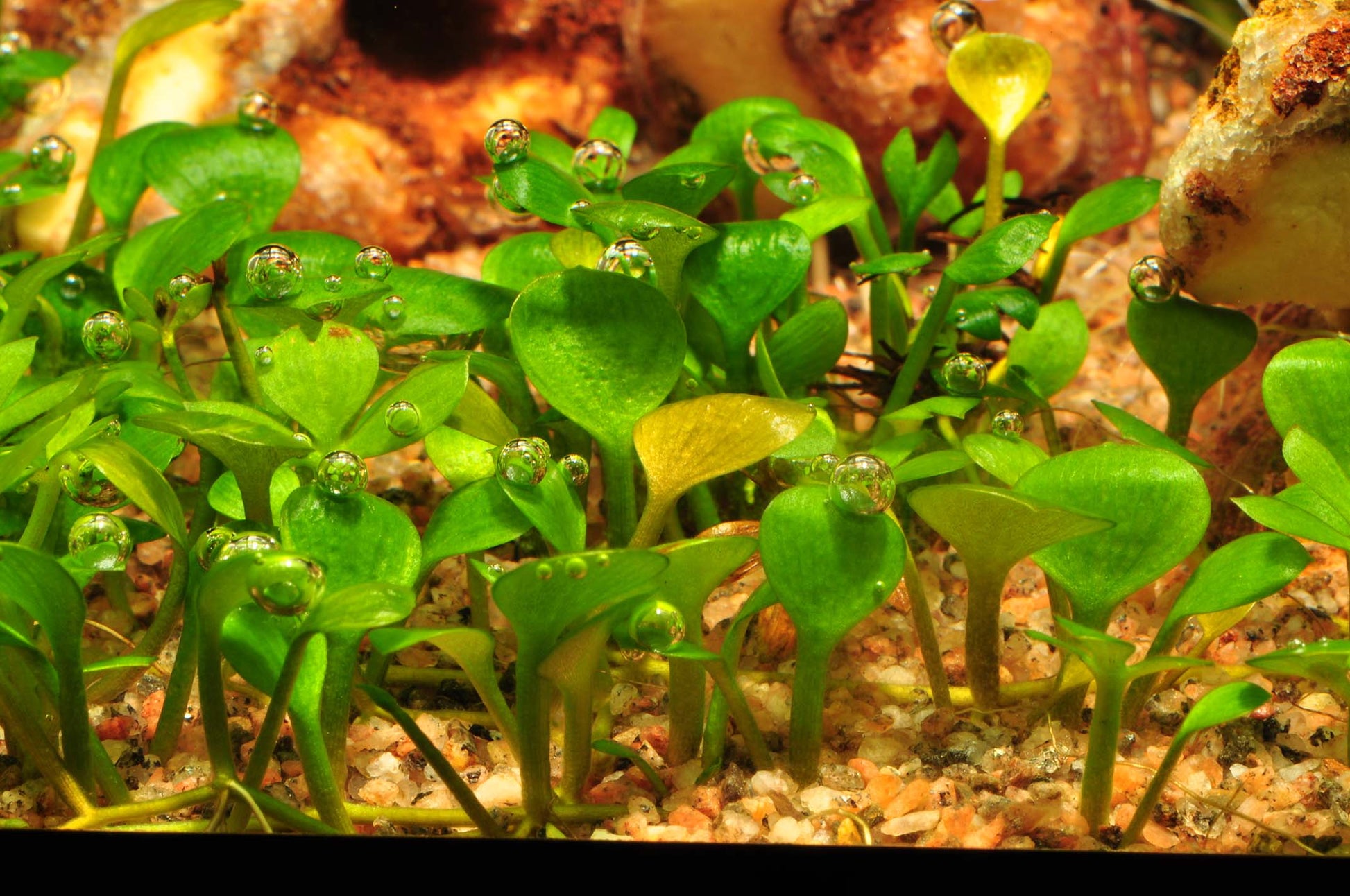 Marsilea hirsuta - 1-2-Grow - Aquarium Ground Cover
