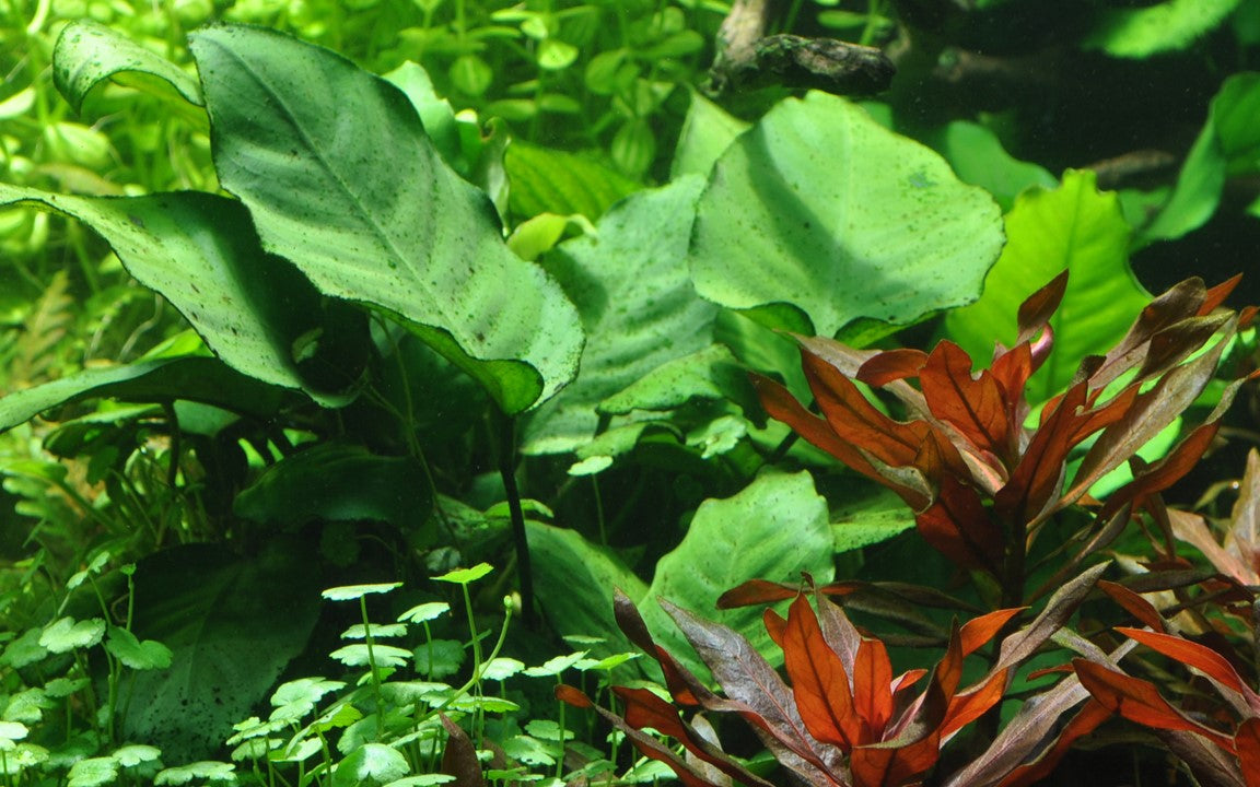 Anubias barteri var. caladiifolia potted