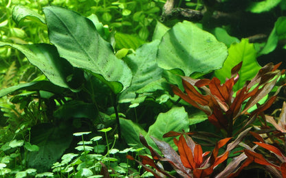 Anubias barteri var. caladiifolia potted