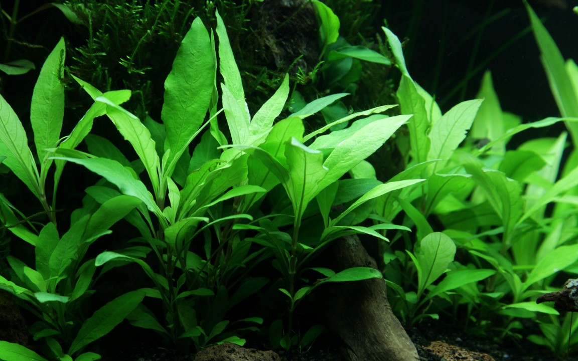 Hygrophila corymbosa 'Siamensis' potted