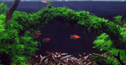 Weeping Moss - Vesicularia ferriei - 1-2-Grow