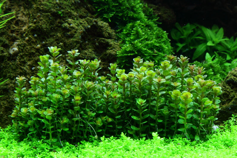 Rotala indica 'Bonsai' 1-2-Grow