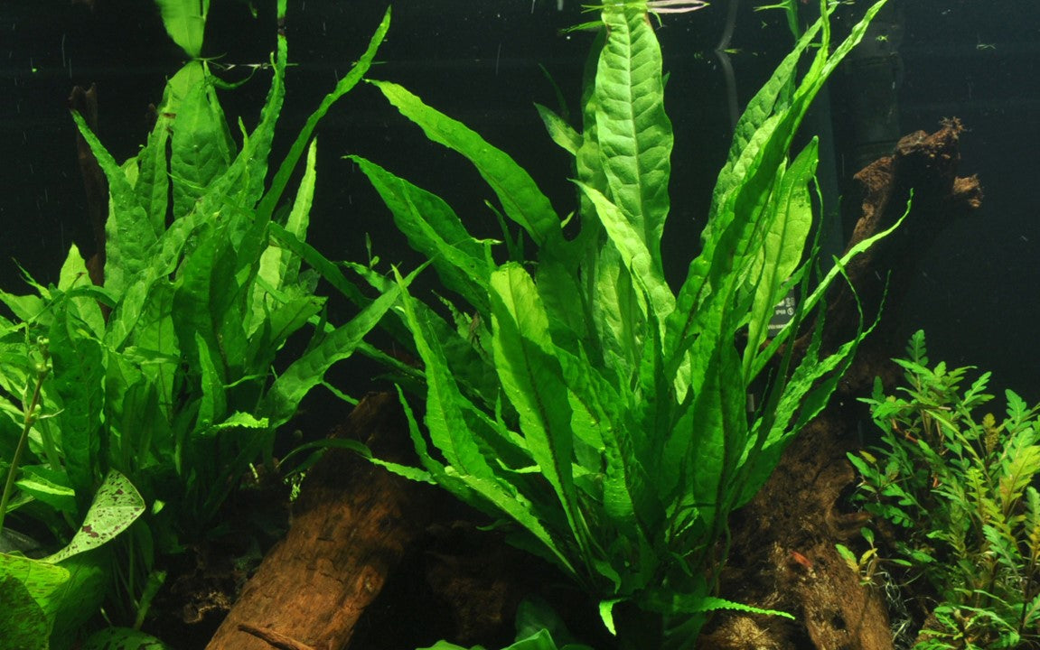 Microsorum pteropus 'Java fern' potted