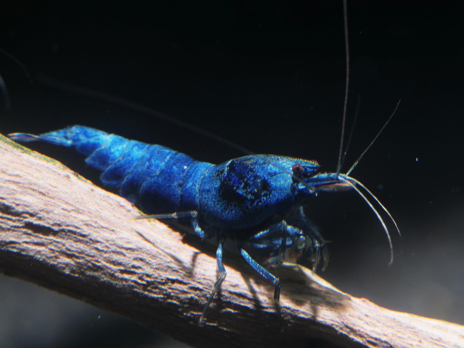 Very Blue Bolt - Blue Shrimp - Freshwater Shrimp
