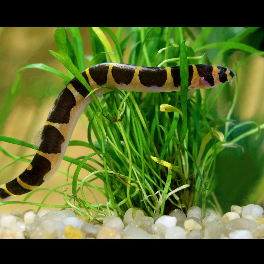 Kuhli Loach