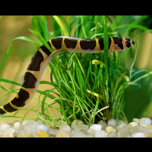 Kuhli Loach