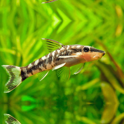 Otocinclus Catfish