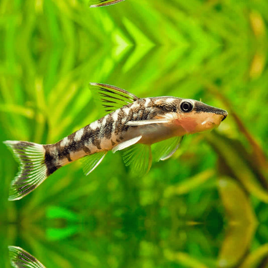 Otocinclus Catfish