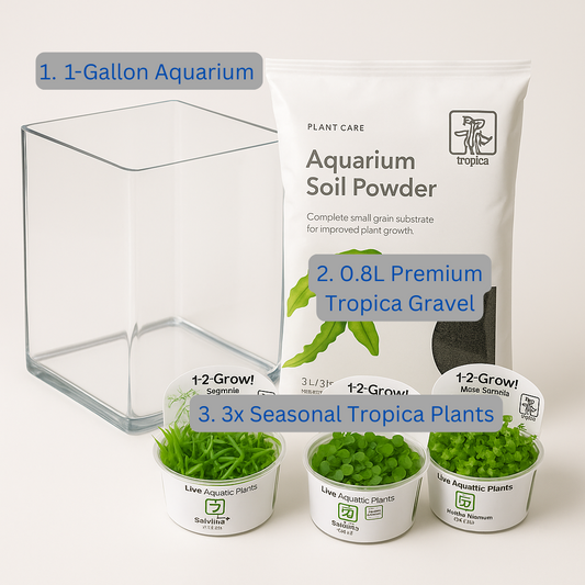 The Planted Terrarium | 1 Gallon Nano Terrarium for Shrimp & Snails