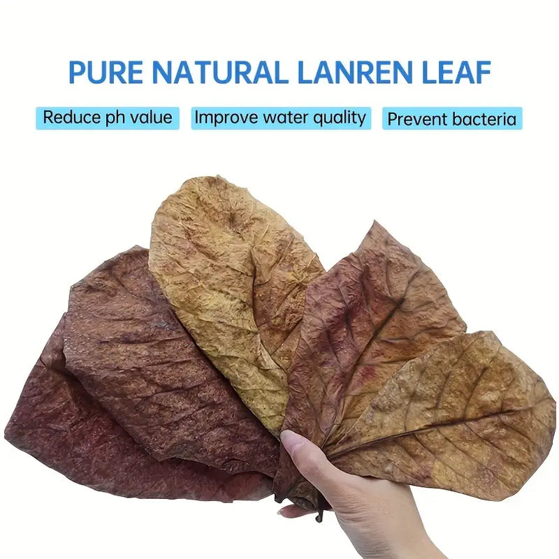 Almond Leaves - Aquarium Leaves - Shrimp Leaves