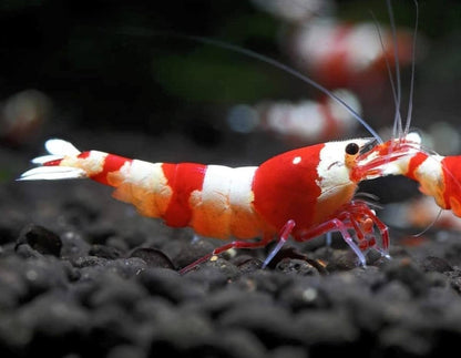 Crystal Red Shrimp - Freshwater Shrimp - Shrimp for Aquariums