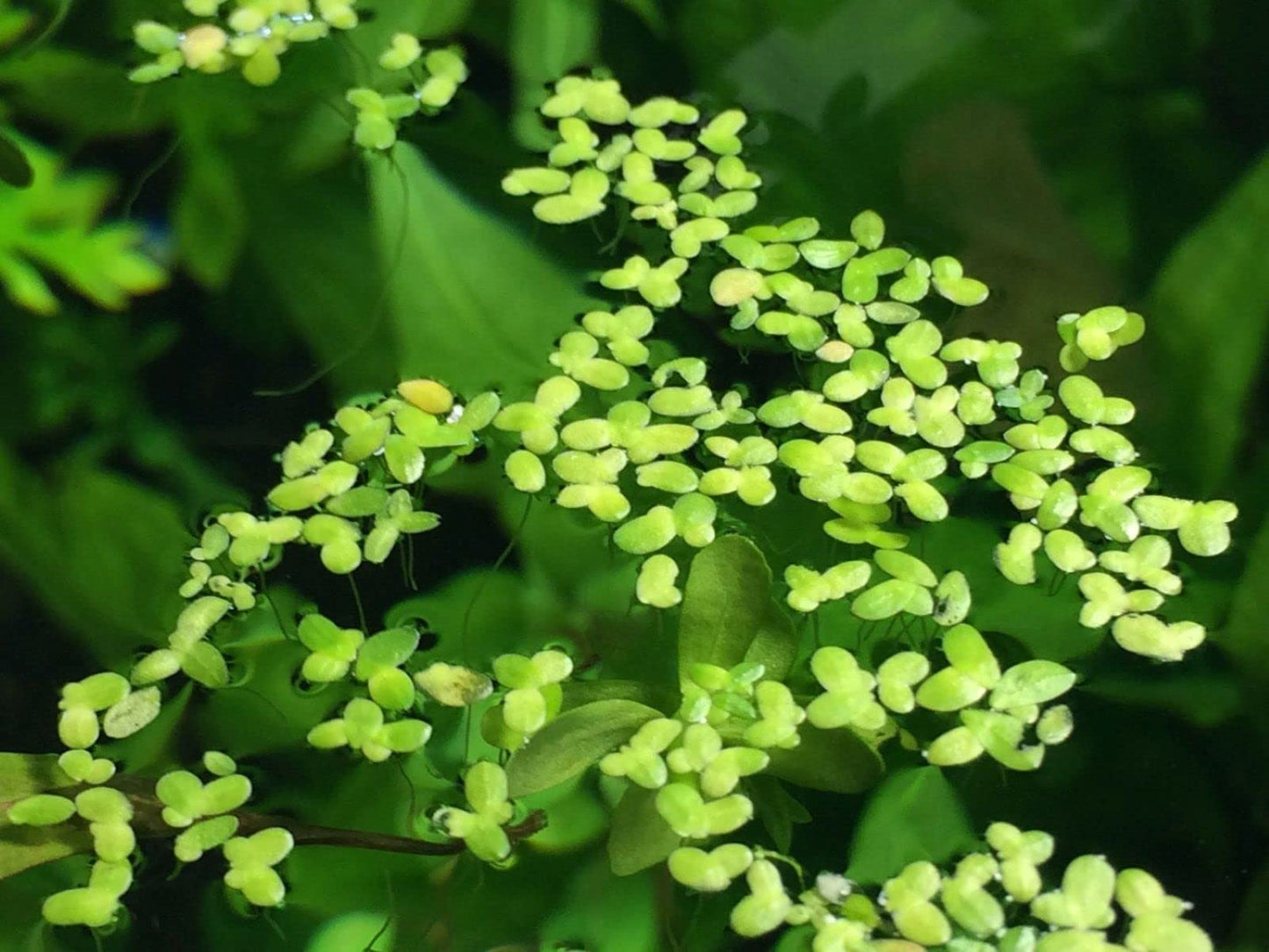 Duckweed - Floating Plants - Aquarium Plants