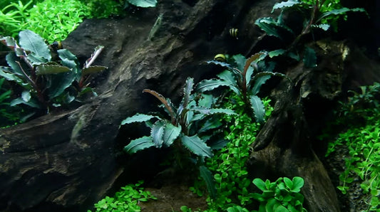 Bucephalandra 'Kedagang' potted