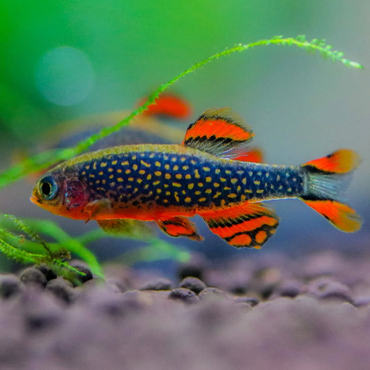 Galaxy Rasbora (Celestial Pearl Danio) CPD