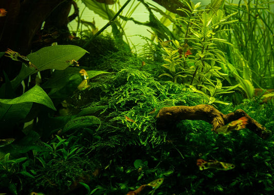 Taxiphyllum alternans 'Taiwan Moss' 1-2-Grow
