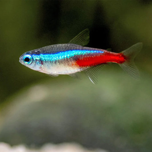 Neon Tetras