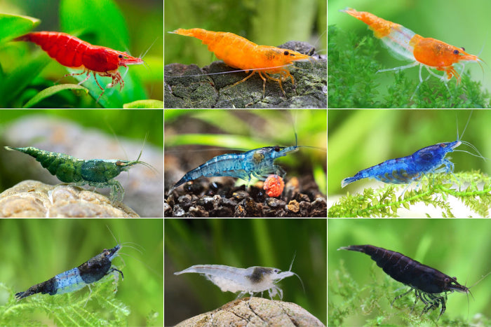 Rainbow Skittles Pack - Aquarium Fish Pack - Colorful Fish Pack 