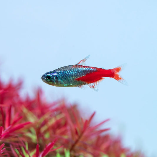 Neon Tetras