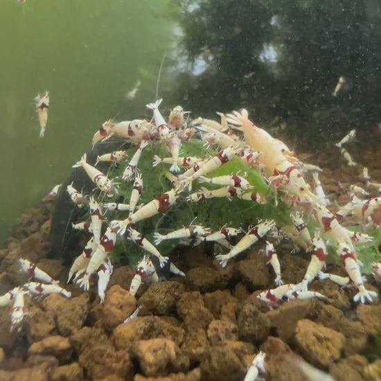 Crystal Red Shrimp - Freshwater Shrimp - Shrimp for Aquariums