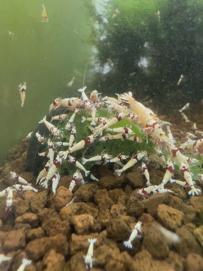 Crystal Red Shrimp - Freshwater Shrimp - Shrimp for Aquariums