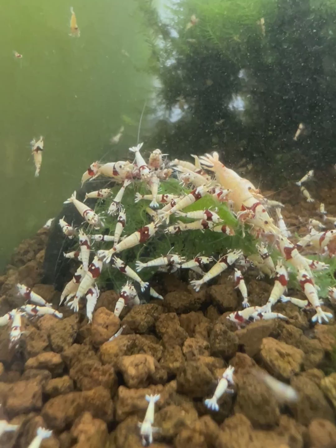 Crystal Red Shrimp - Freshwater Shrimp - Shrimp for Aquariums