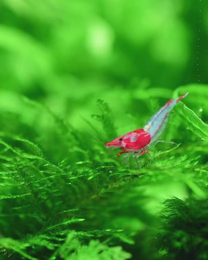 Red Rilli Shrimp