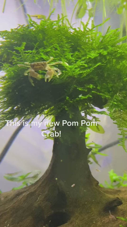 Pom Pom Crab (Ptychognathus Barbatus)