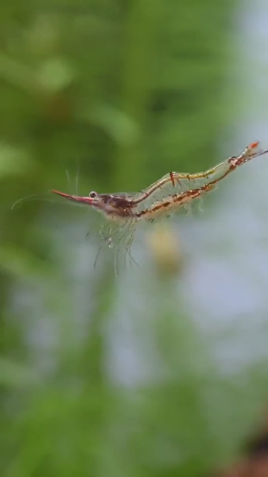 Caridina gracilirostris (Pinocchio shrimp)