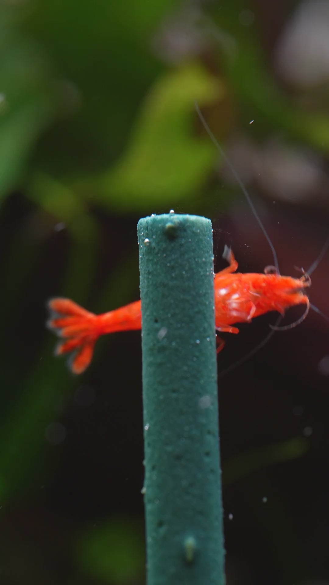 Fire Red Shrimp - Freshwater Shrimp - Shrimp for Aquariums