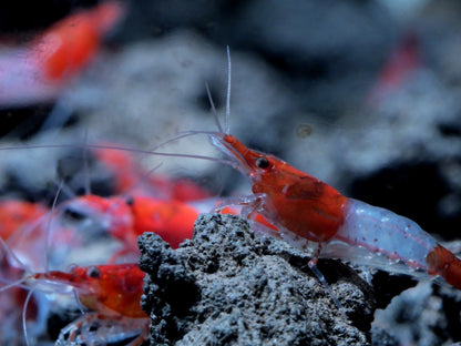 Red Rilli Shrimp